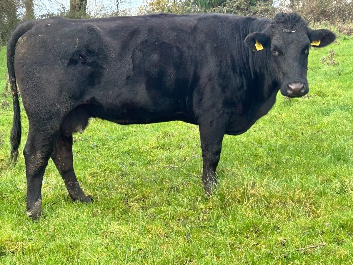 2 second calving suckler cows - Image 3
