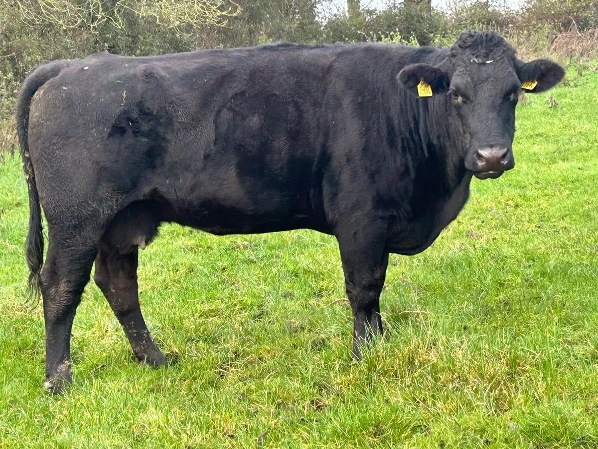 2 second calving suckler cows - Image 4