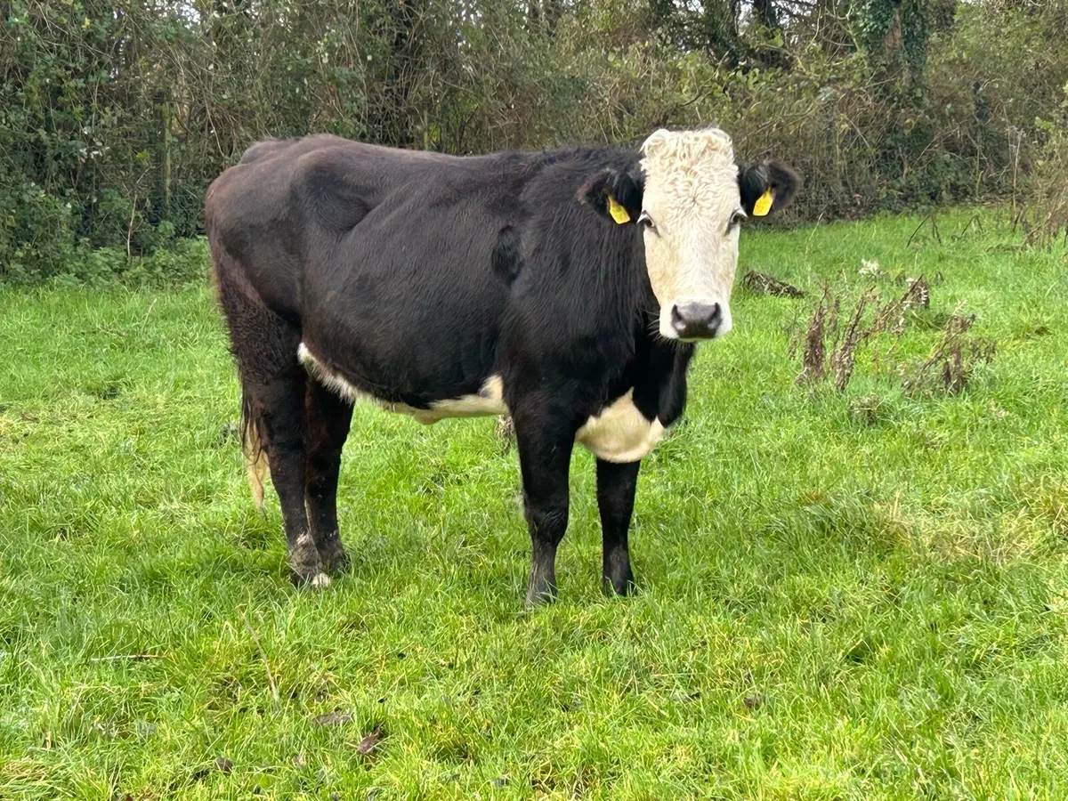 2 second calving suckler cows - Image 1