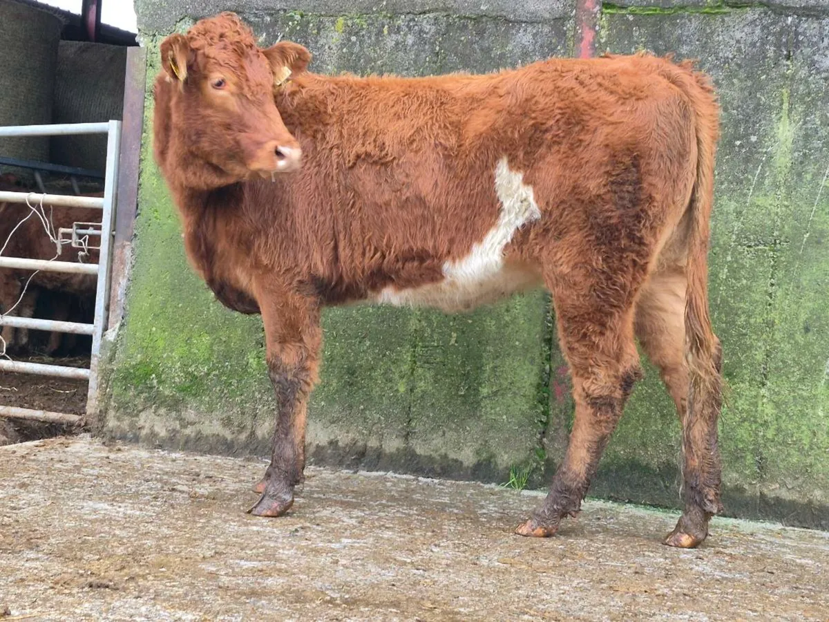 Limousine Breeding Heifer - Image 1