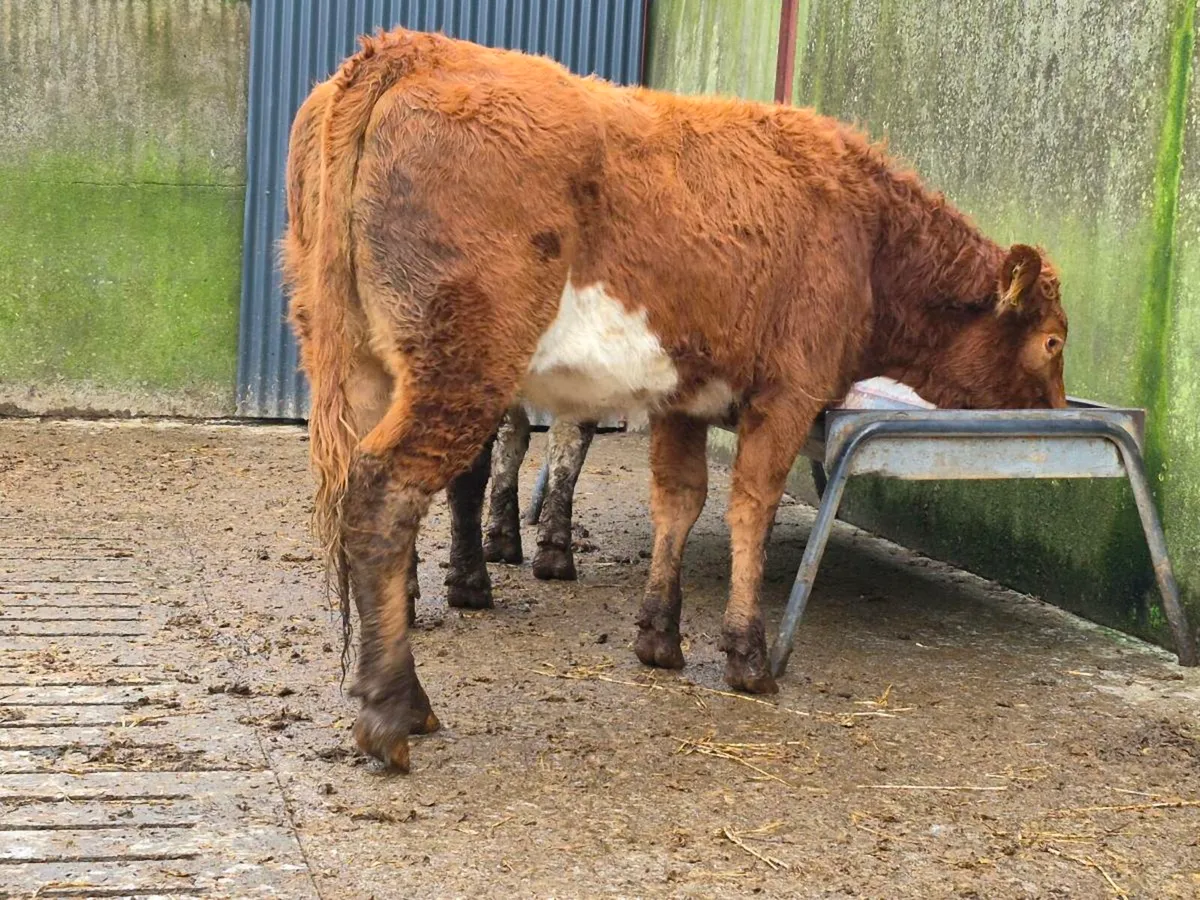 Limousine Breeding Heifer - Image 2