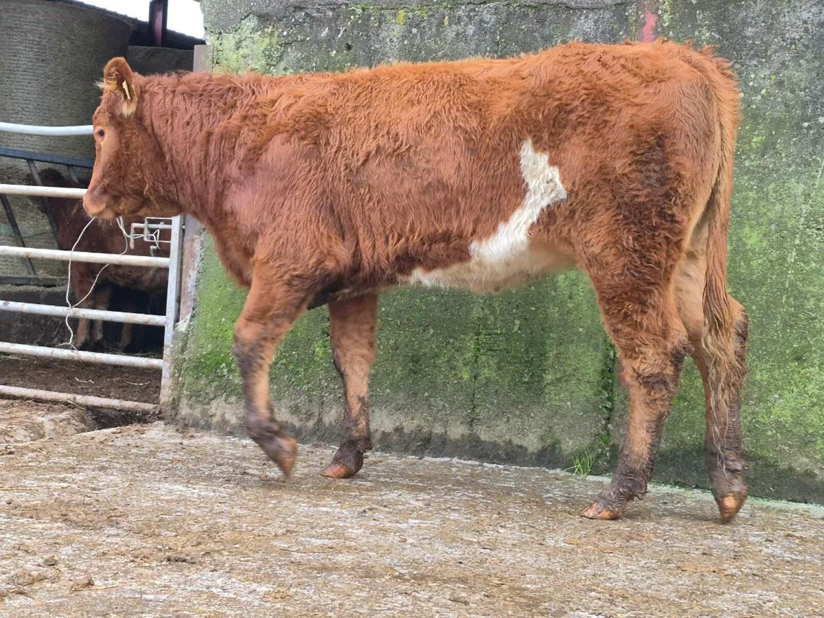 Limousine Breeding Heifer - Image 3
