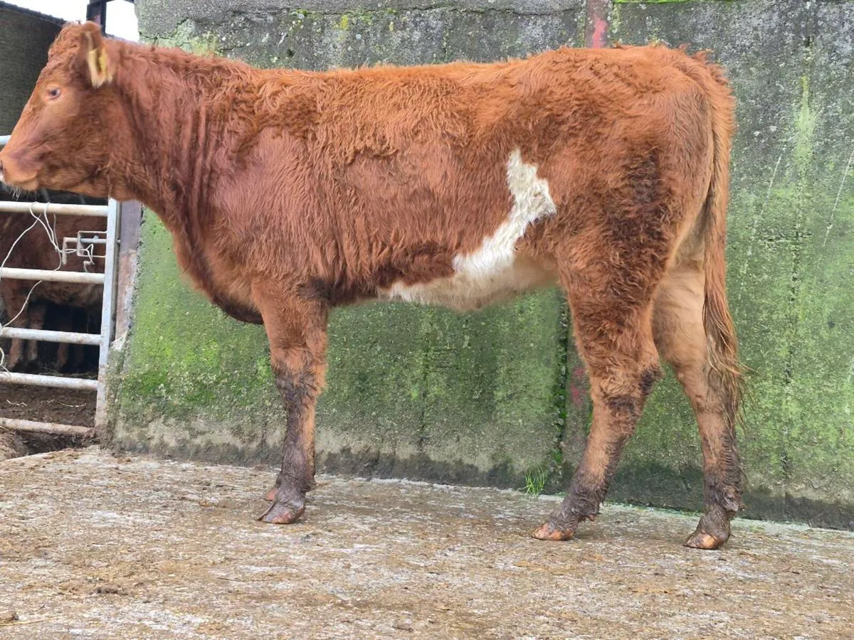 Limousine Breeding Heifer - Image 4