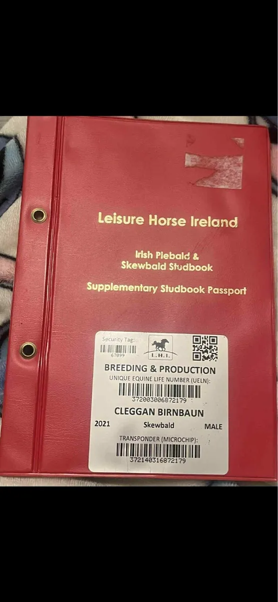 Cob (gelding) 15.1hh Blue & White - Image 3