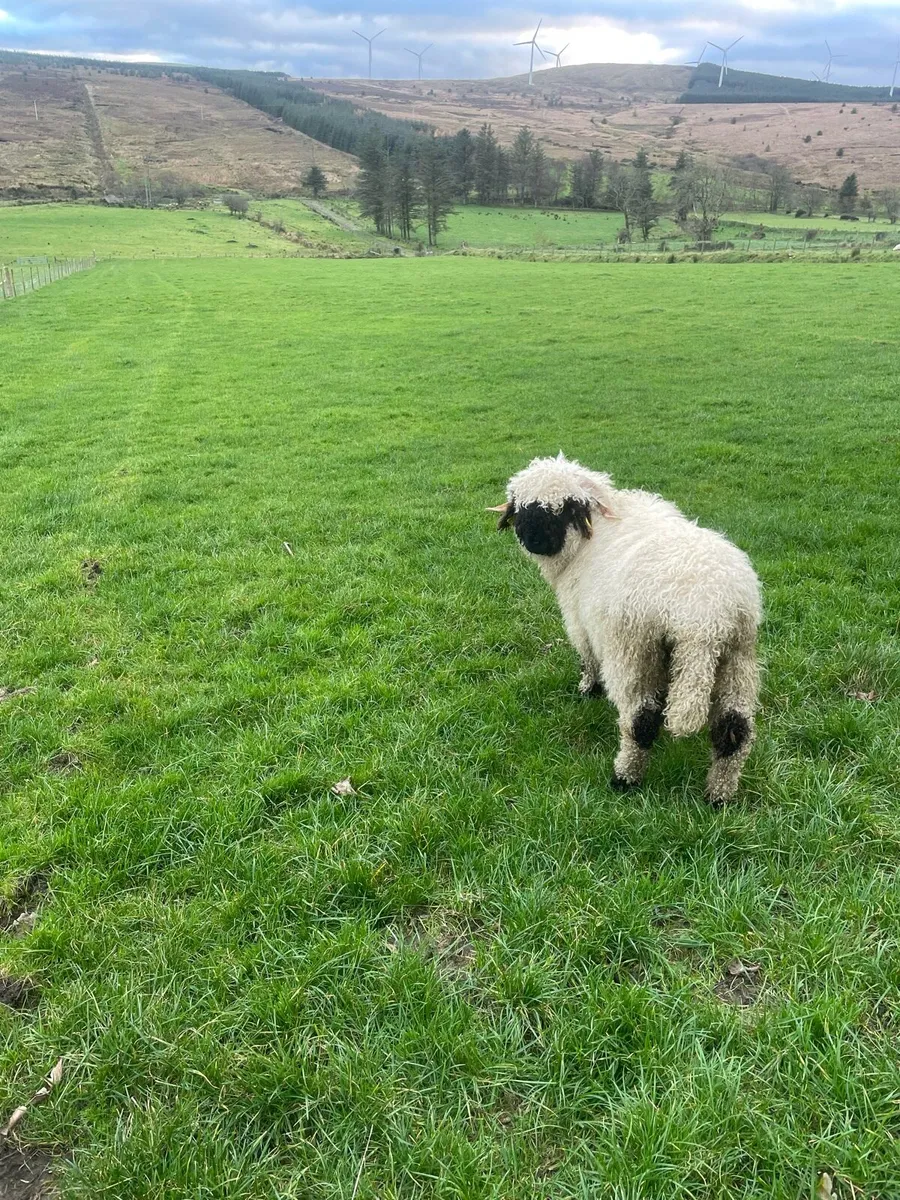 Valais Blacknose Ram lamb - Image 3