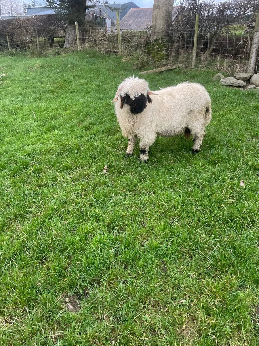 Valais Blacknose Ram lamb - Image 4