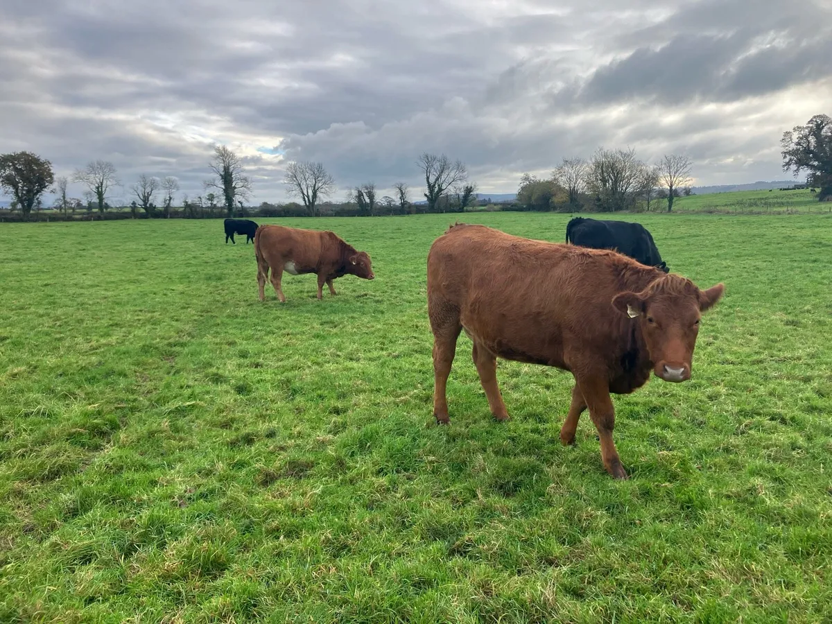 Incalf limousin heifers - Image 1