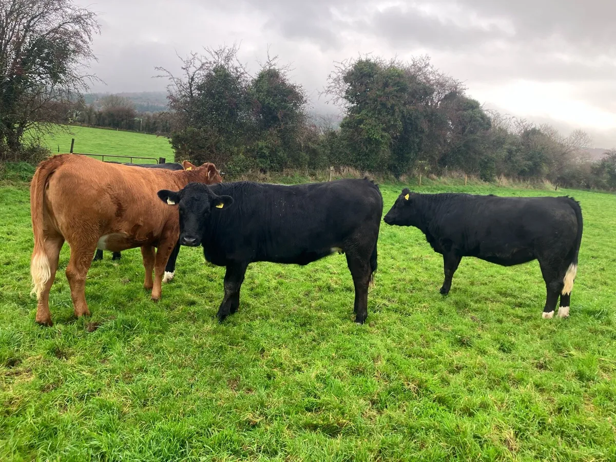 Incalf limousin heifers - Image 2