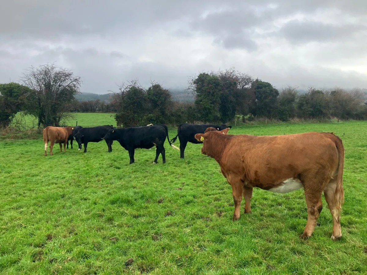 Incalf limousin heifers - Image 3
