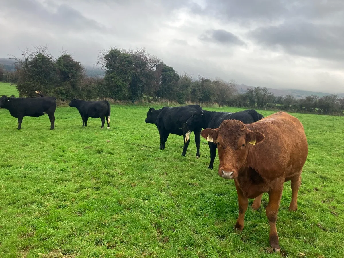 Incalf limousin heifers - Image 4