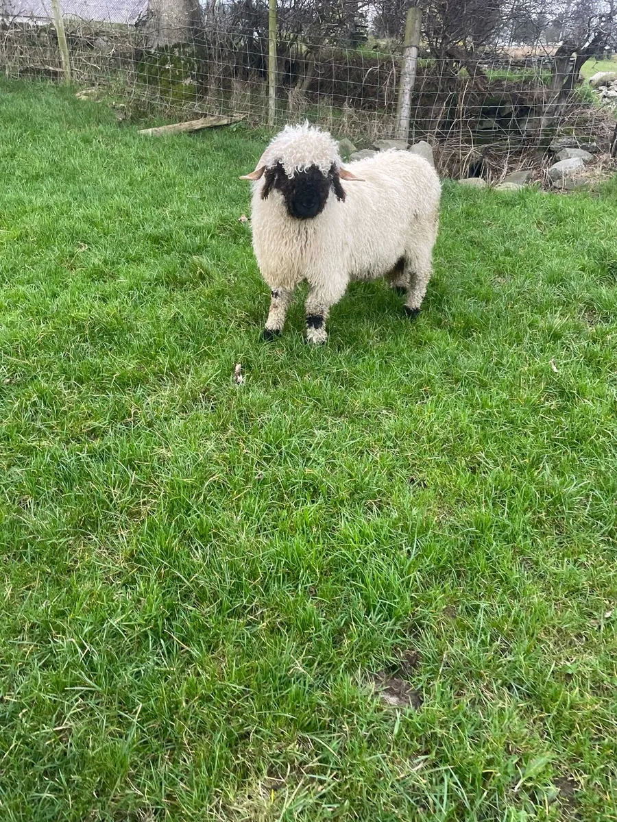 Valais Blacknose Ram lamb - Image 1