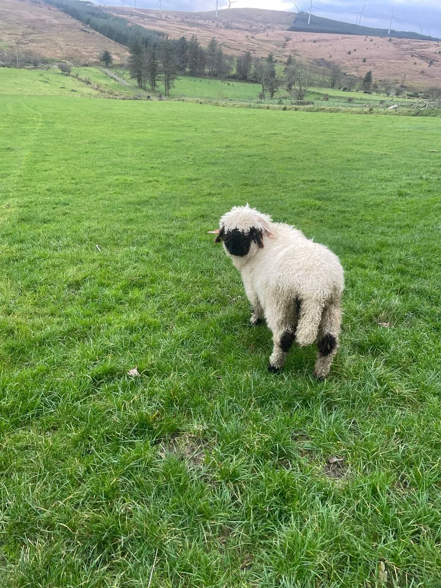 Valais Blacknose Ram lamb - Image 2