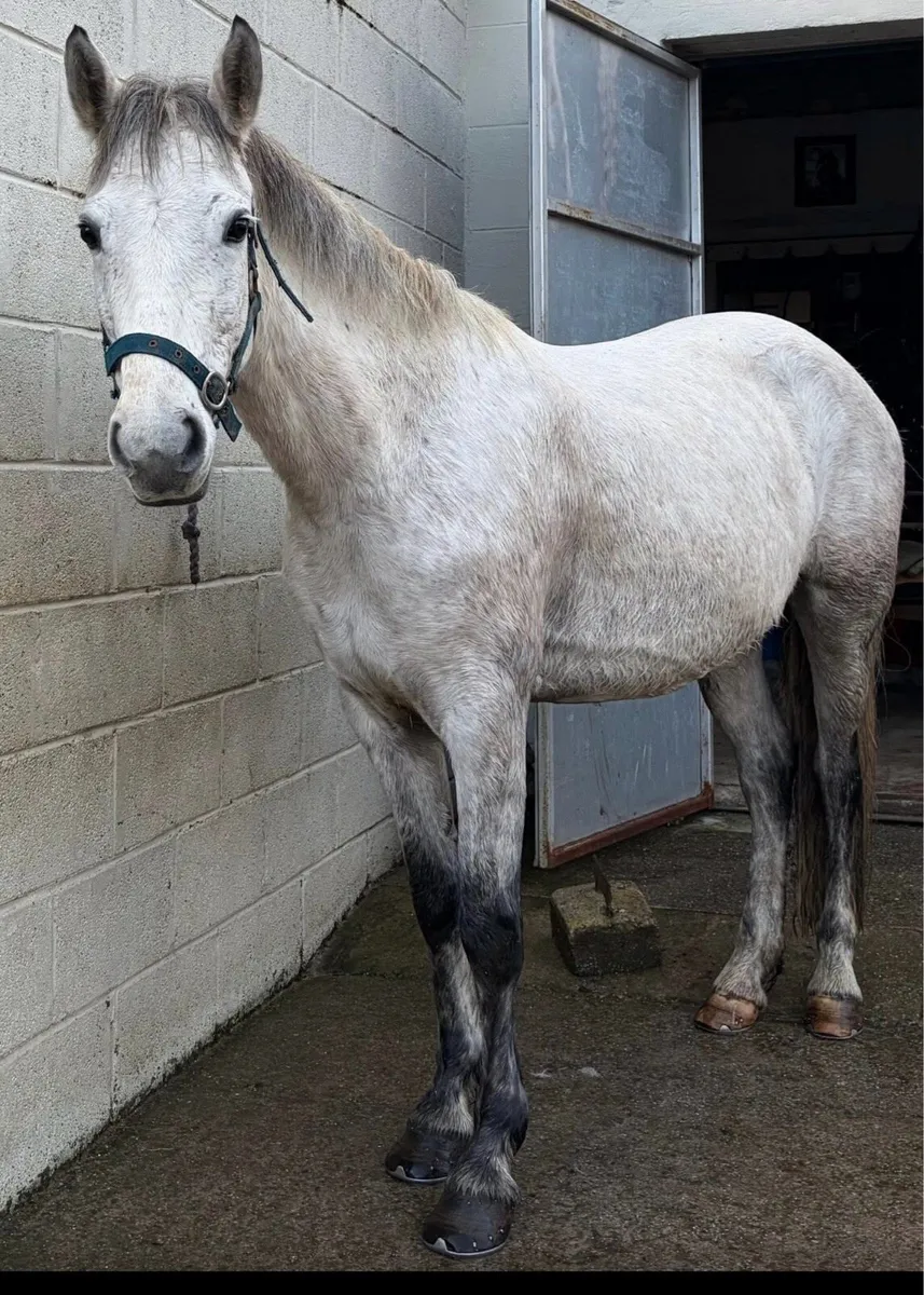 Connemara mare 14hh 6 years old - Image 1