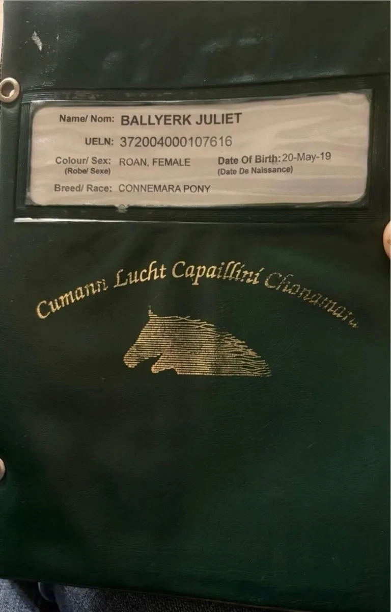 Connemara mare 14hh 6 years old - Image 2