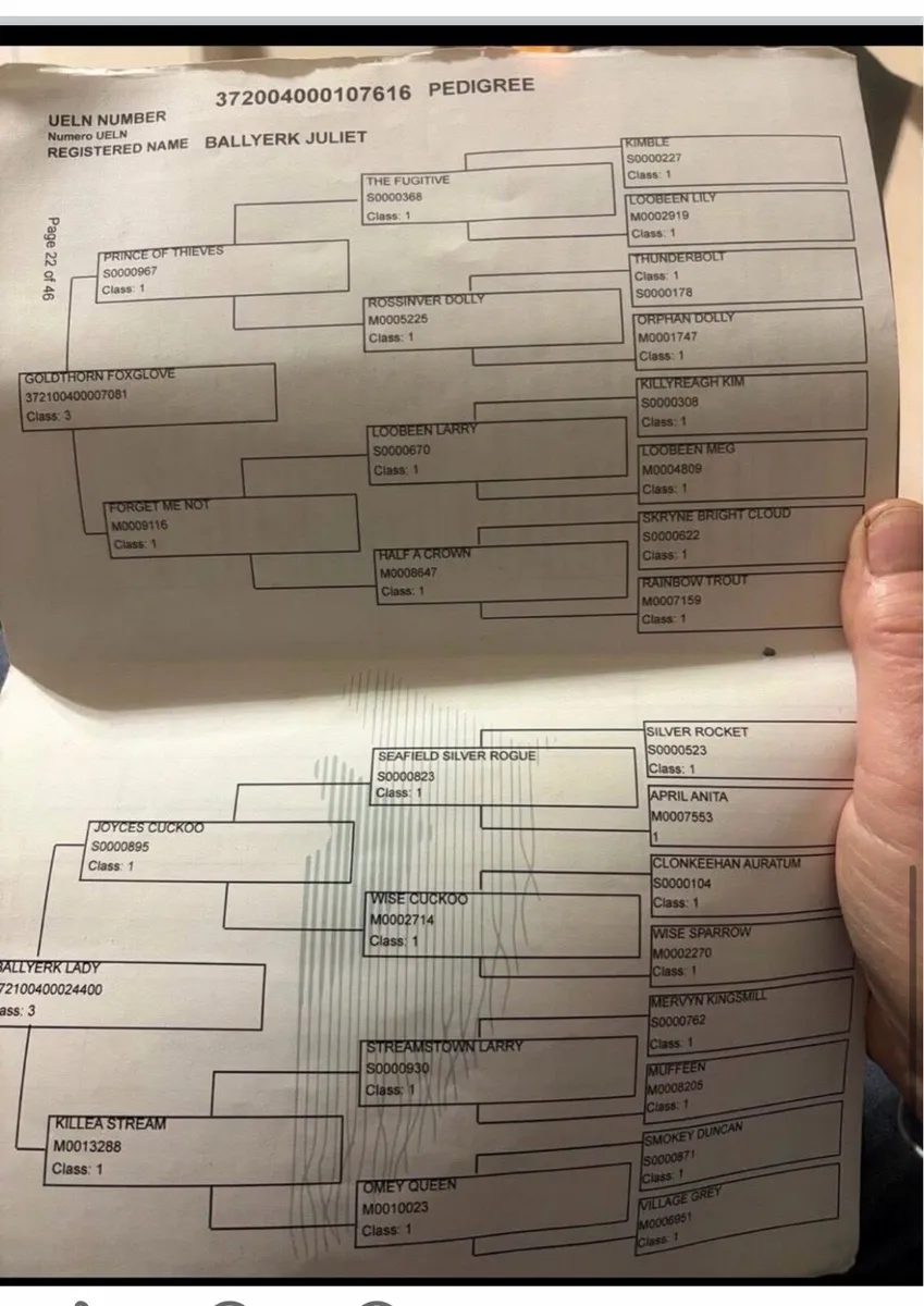 Connemara mare 14hh 6 years old - Image 3