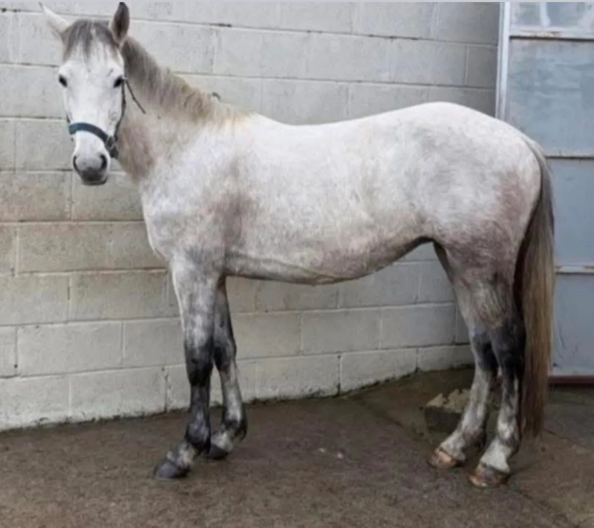 Connemara mare 14hh 6 years old - Image 4