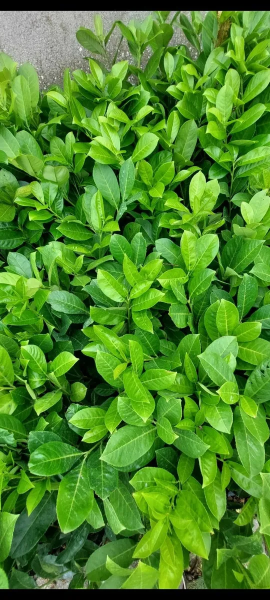 Laurel Hedging - Image 3