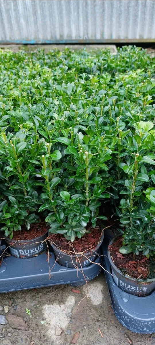 Box Hedging - Image 2