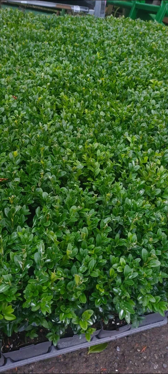 Box Hedging - Image 1