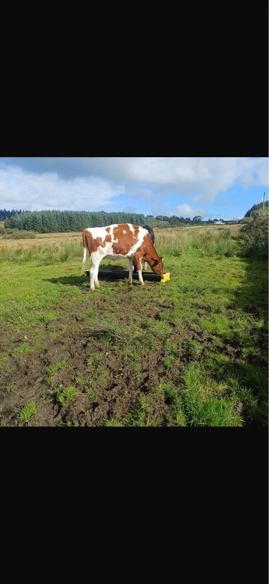 PBR Red Friesian Heifer - Image 1