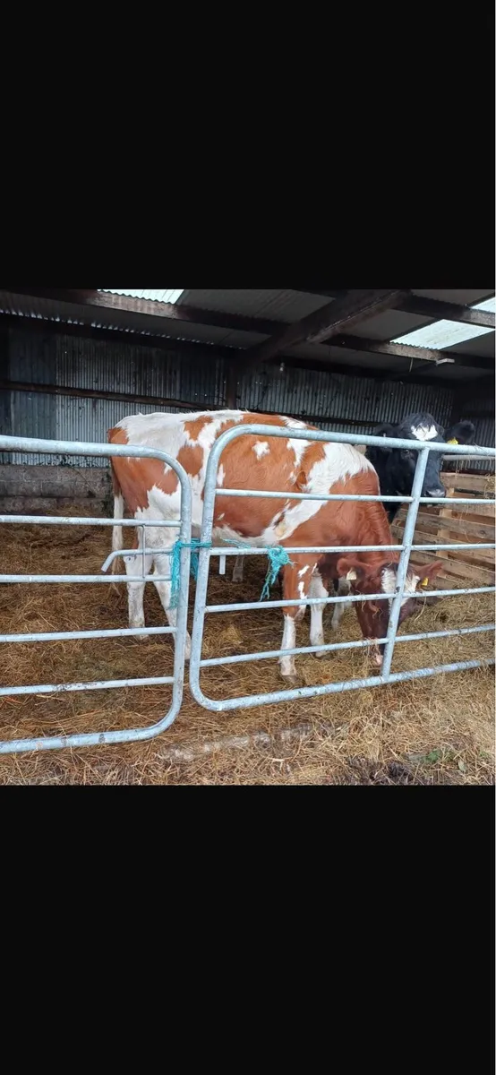 PBR Red Friesian Heifer - Image 2