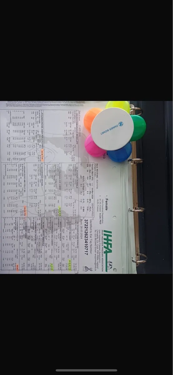 PBR Red Friesian Heifer - Image 3