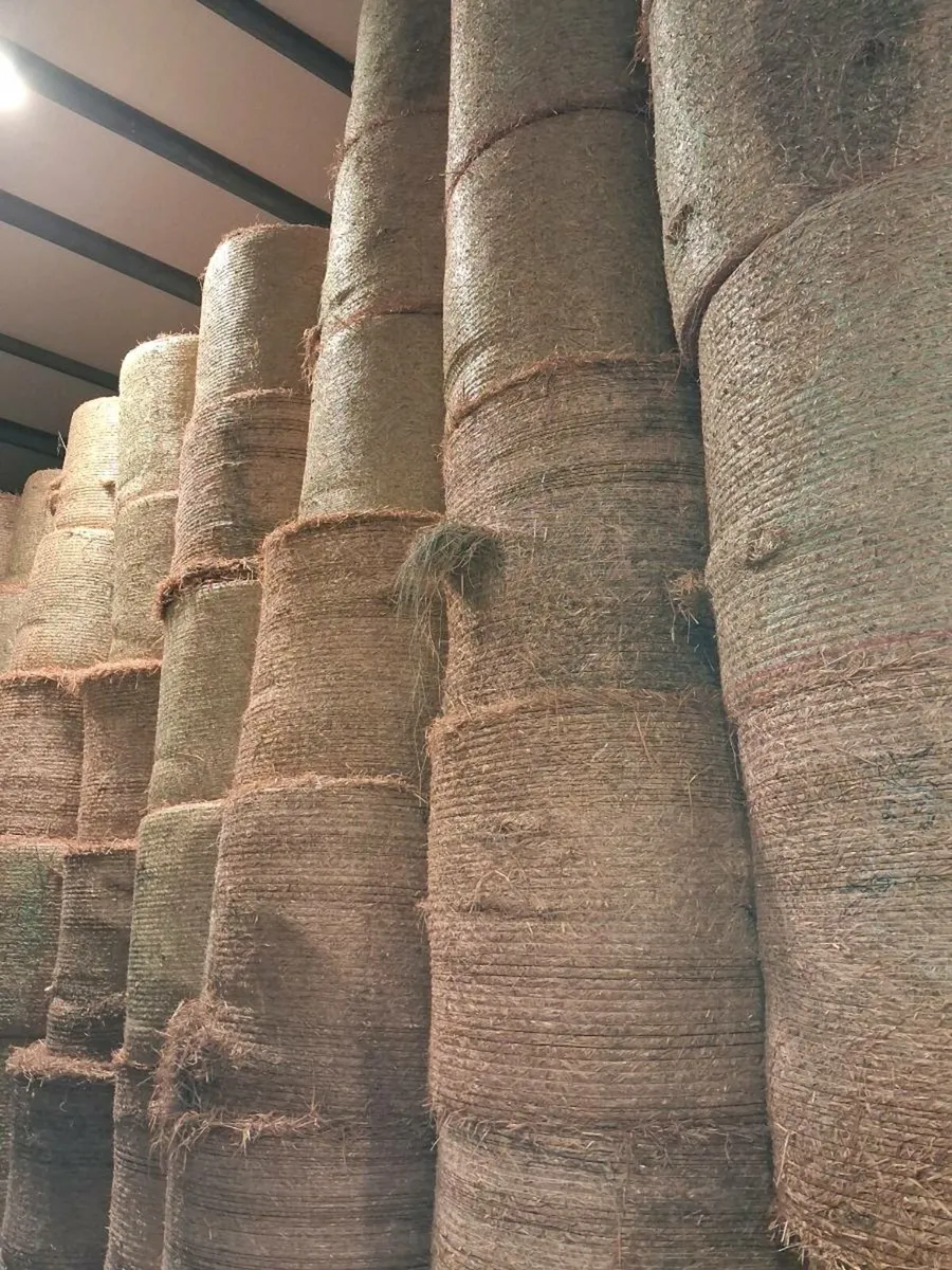 Golden barley strae - Image 3