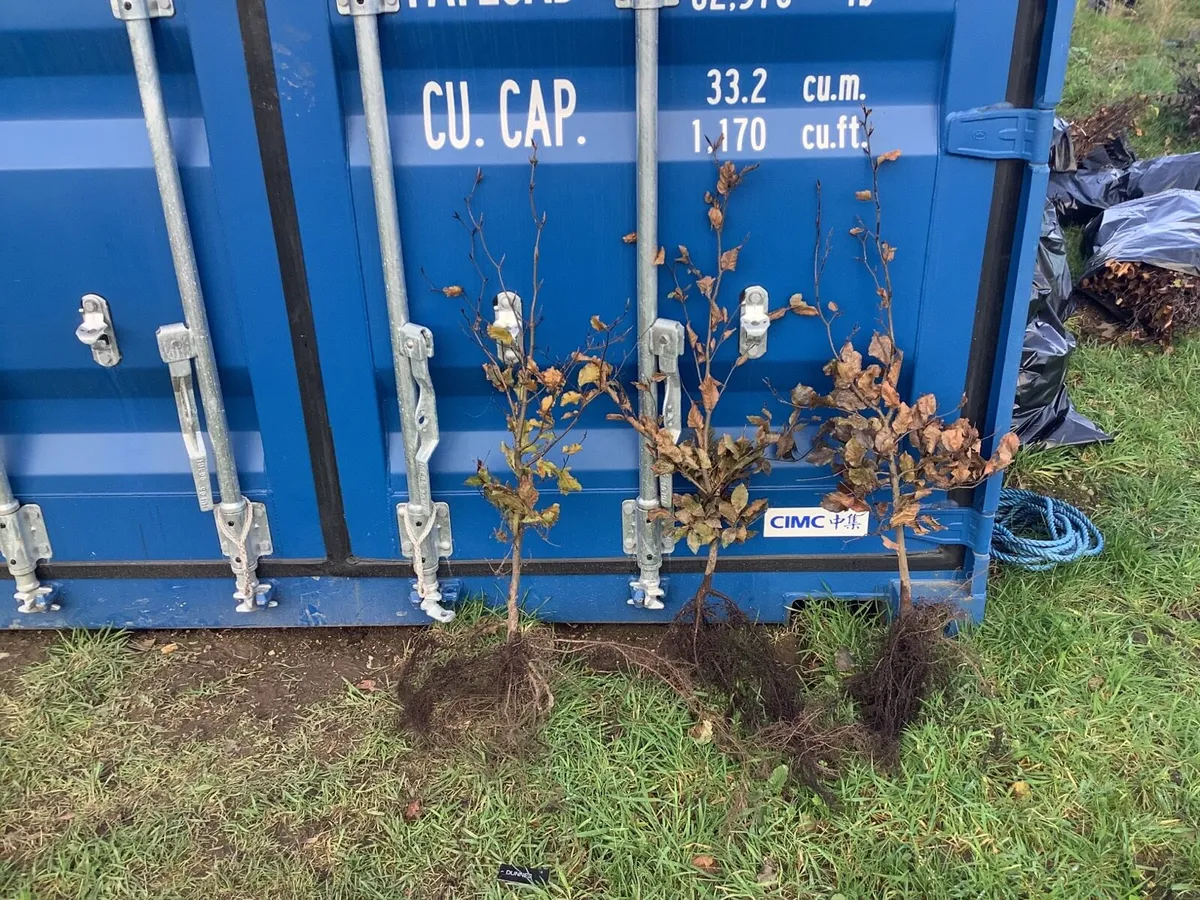 Bare root hedging - Image 1