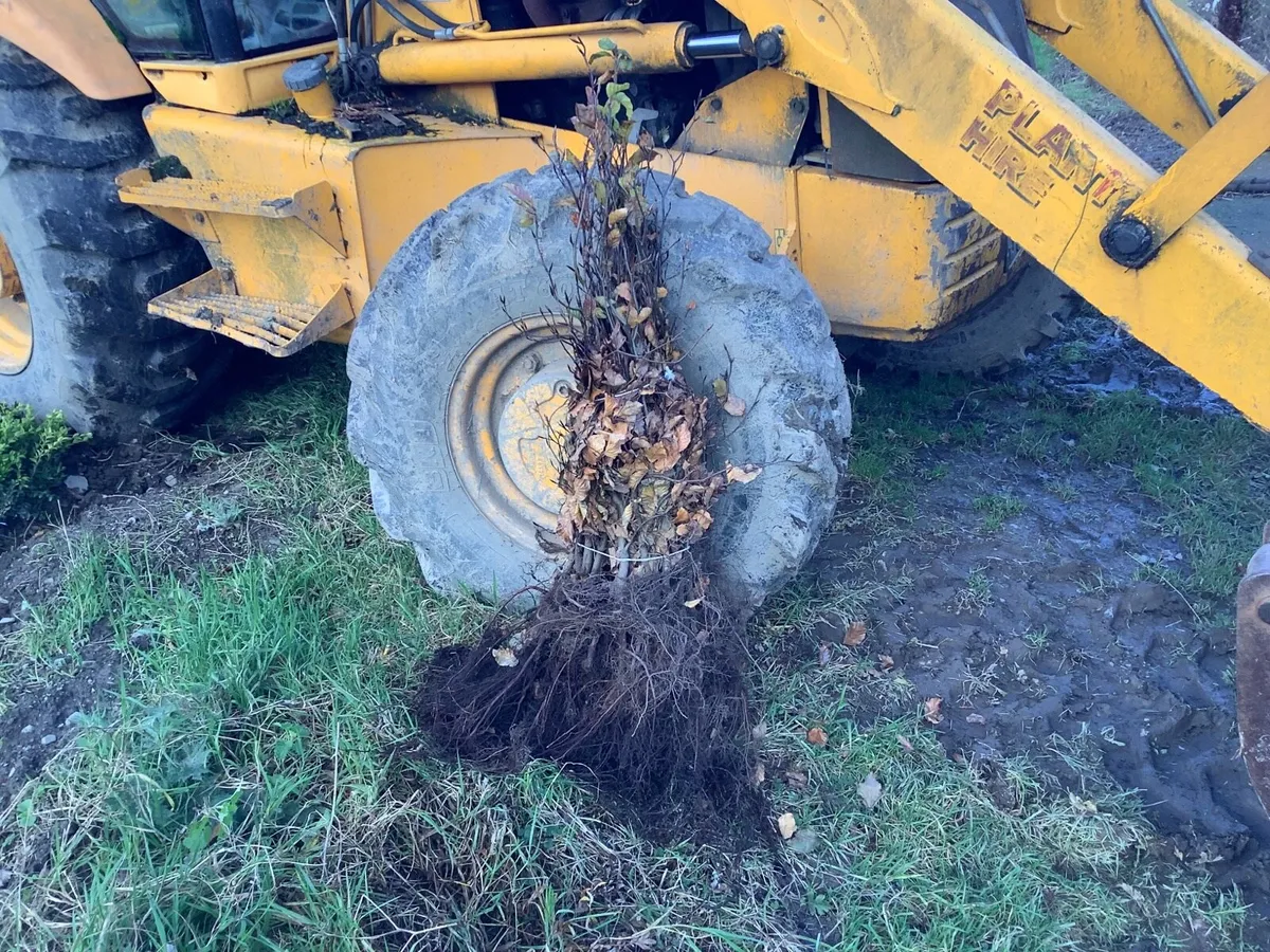 Bare root hedging - Image 2