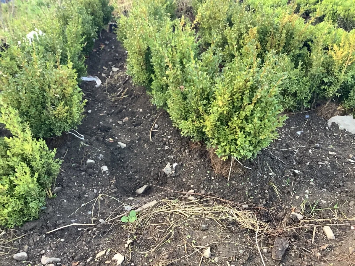 Bare root hedging - Image 4