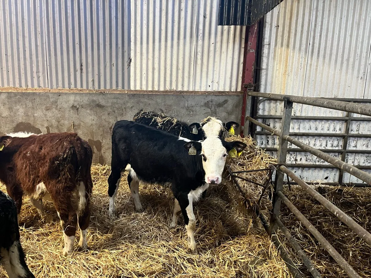 Hereford calves - Image 1