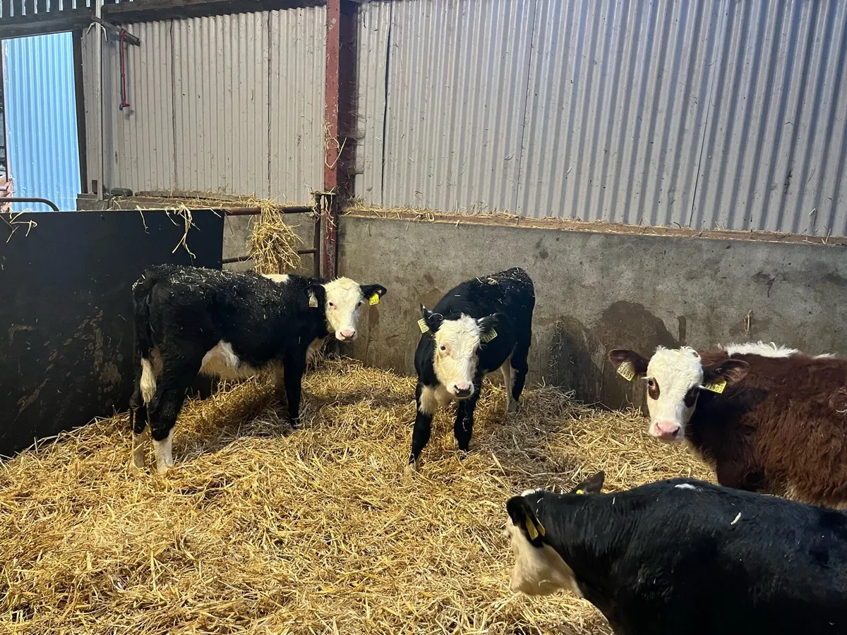 Hereford calves - Image 2
