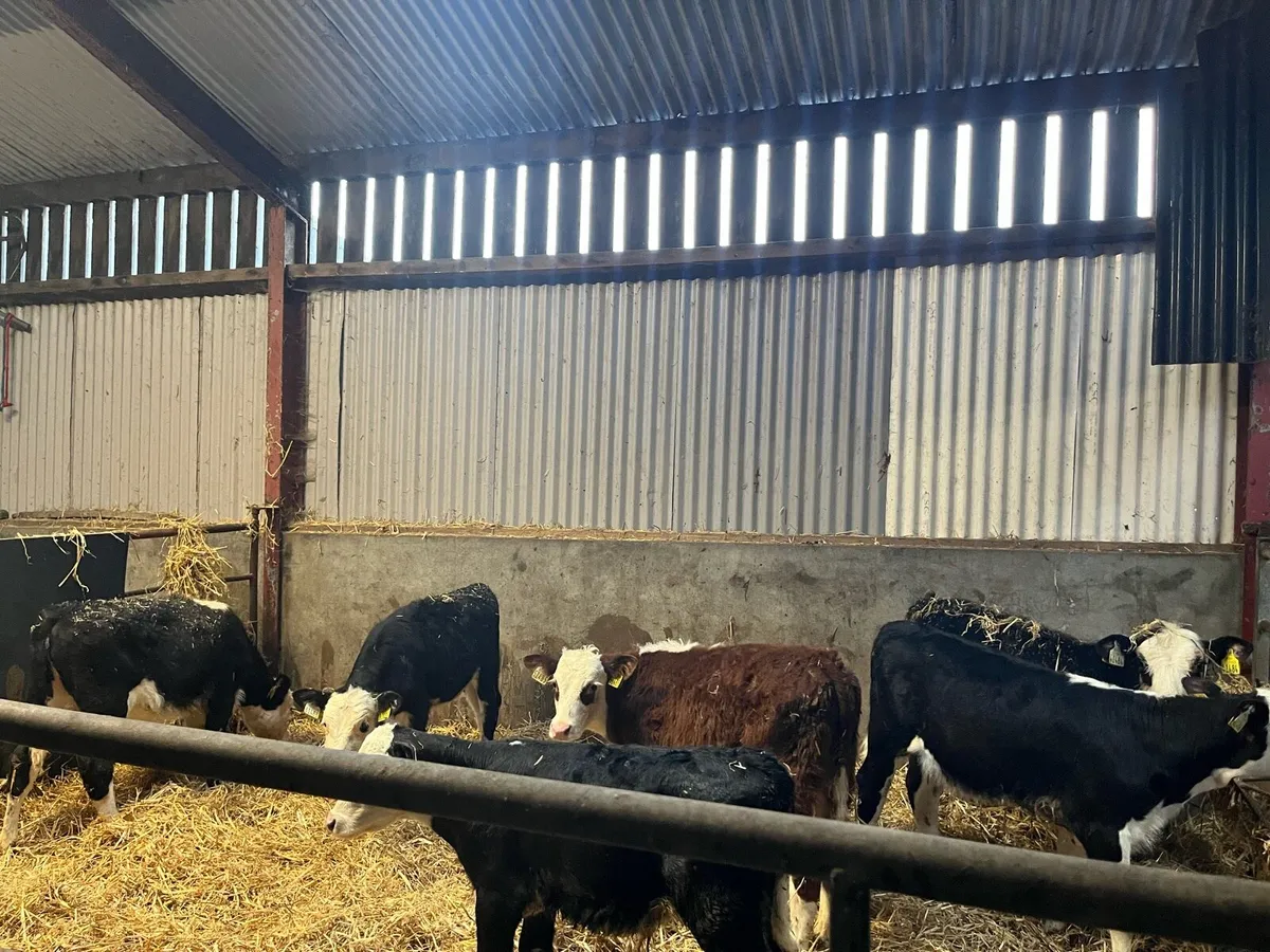 Hereford calves - Image 3