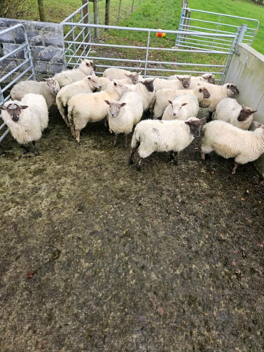 Store lambs - Image 1