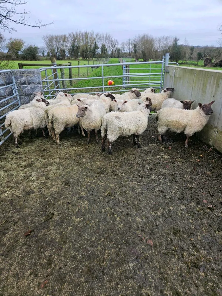 Store lambs - Image 2