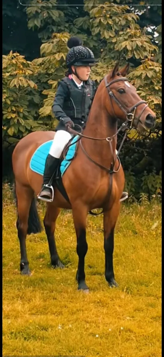 12.2hh blood pony - Image 1