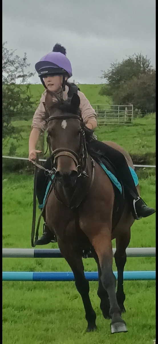 12.2hh blood pony - Image 2