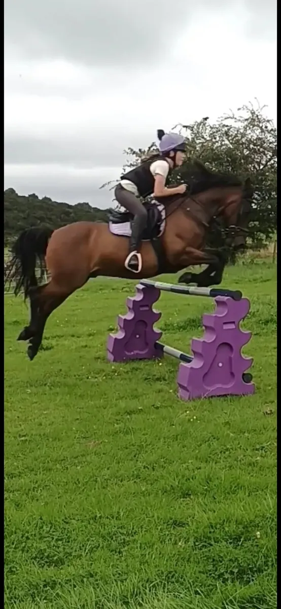 12.2hh blood pony - Image 3