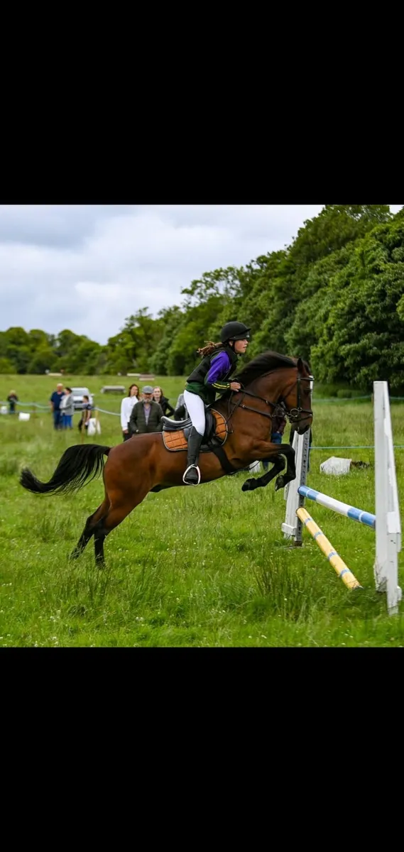 12.2hh blood pony - Image 4