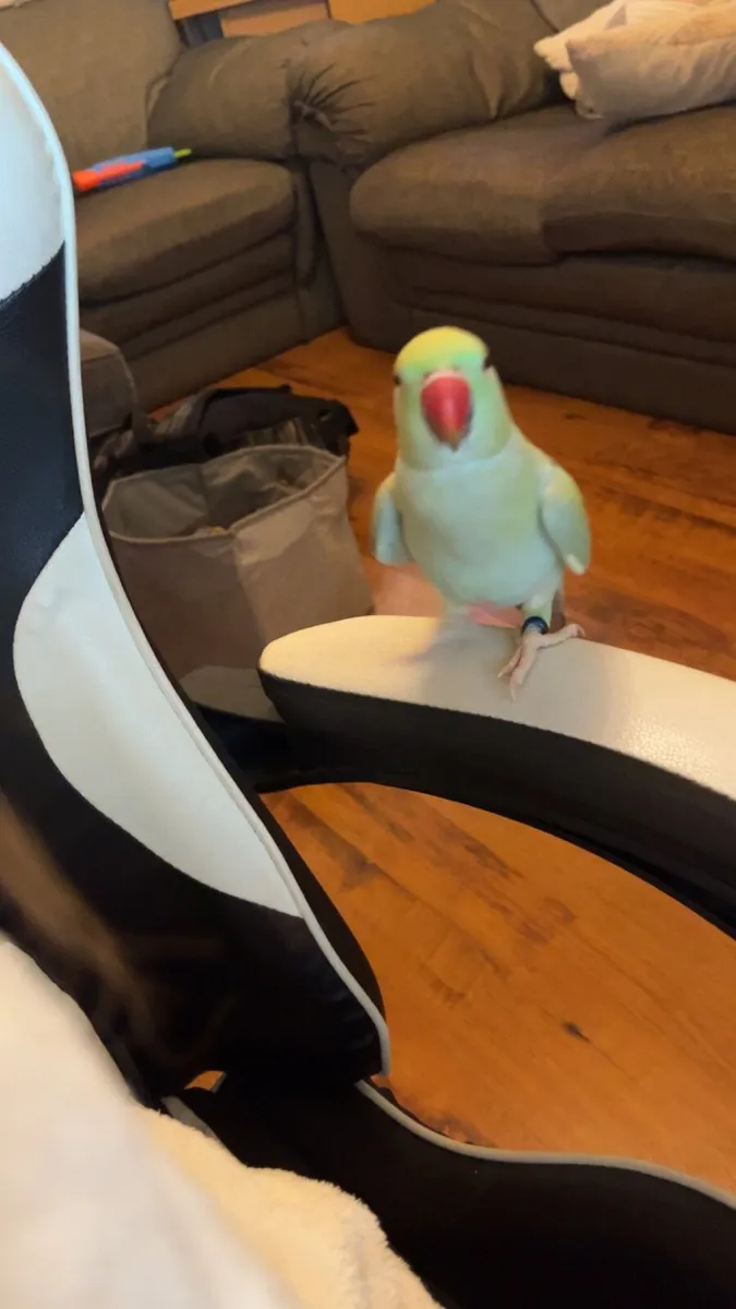 Ring neck parrot female - Image 1