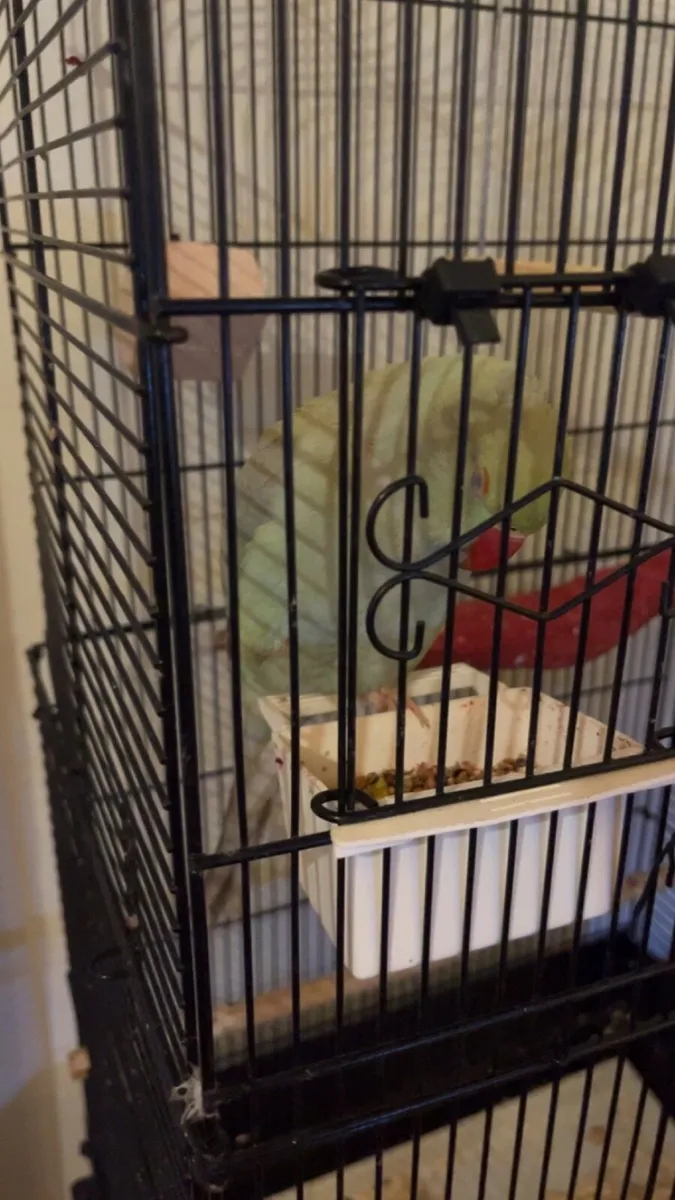 Ring neck parrot female - Image 2