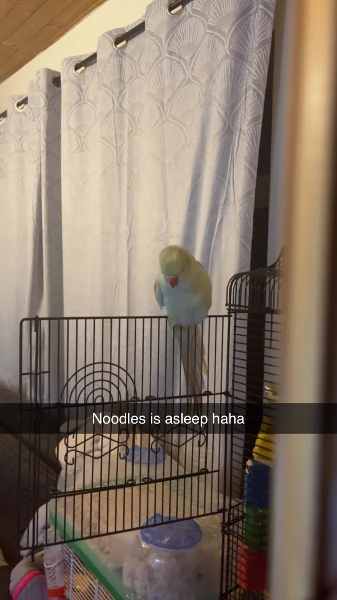 Ring neck parrot female - Image 3