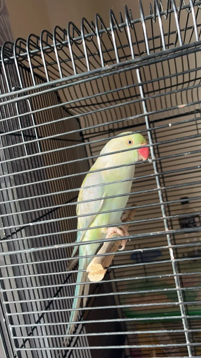 Ring neck parrot female - Image 4