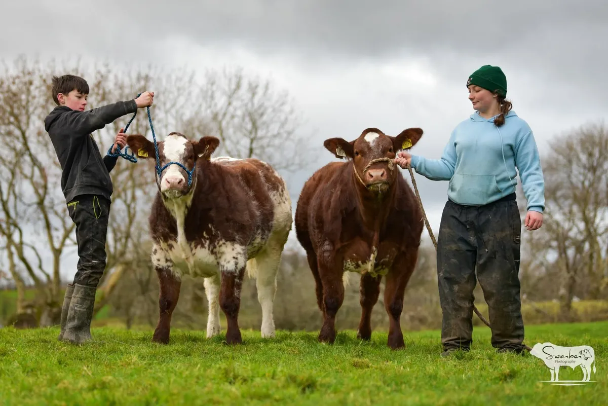Calves for Carrick Winter Fair - Image 1