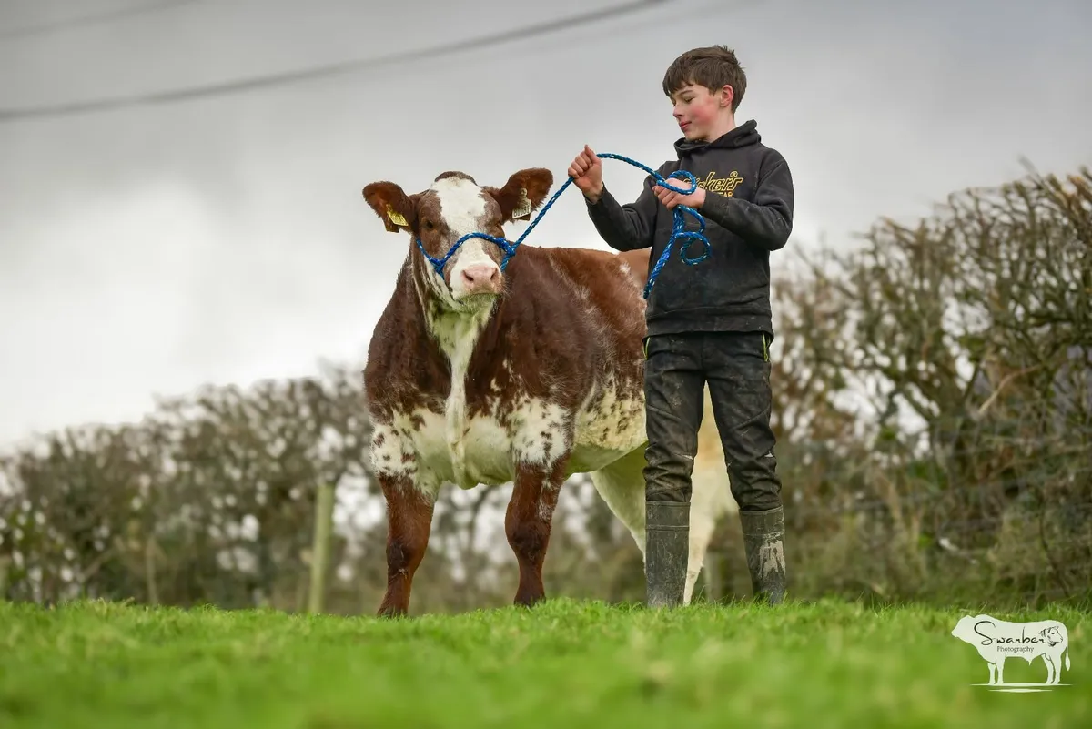 Calves for Carrick Winter Fair - Image 2