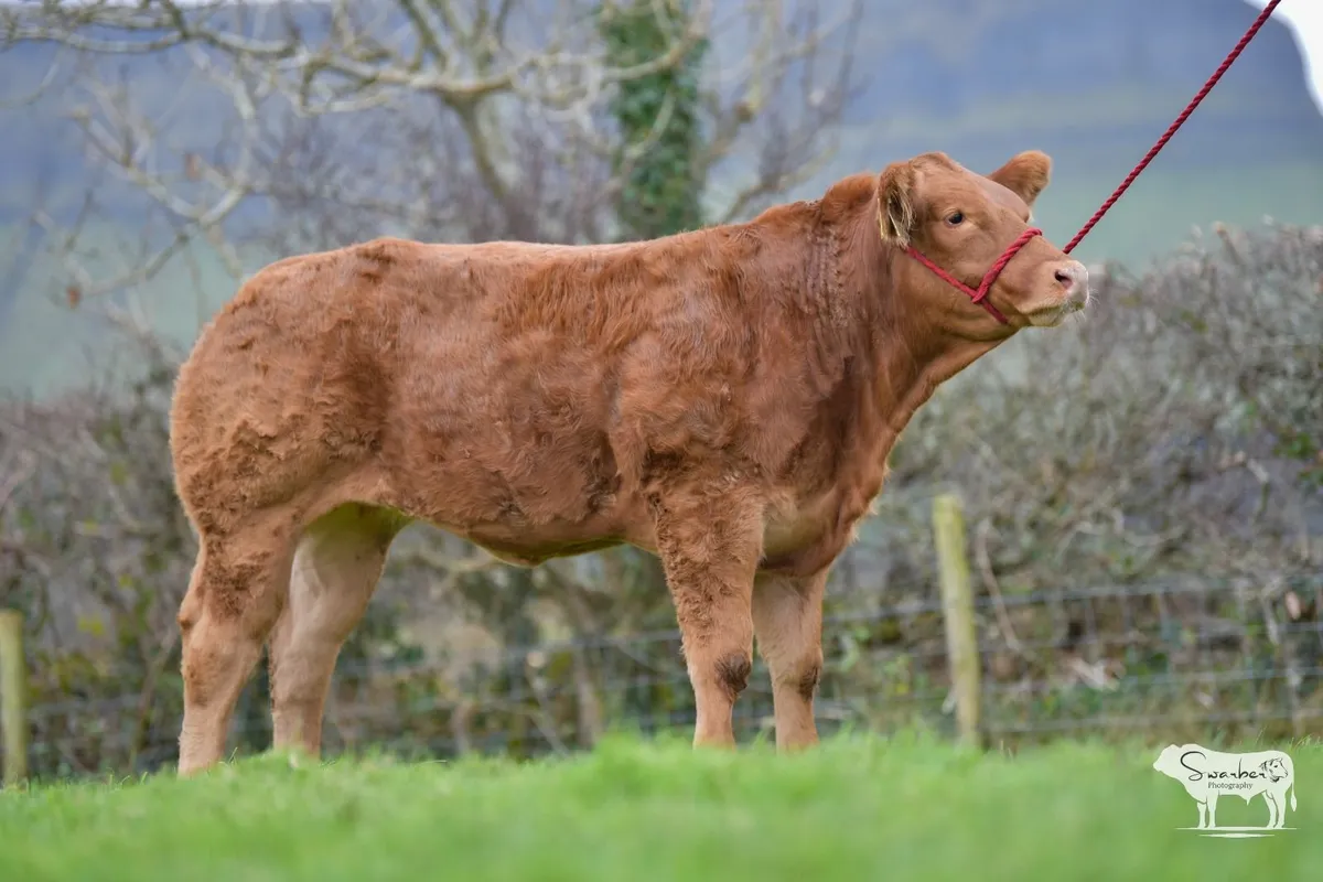 Calves for Carrick Winter Fair - Image 3