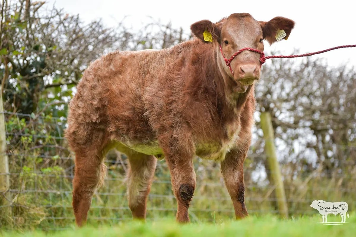 Calves for Carrick Winter Fair - Image 4