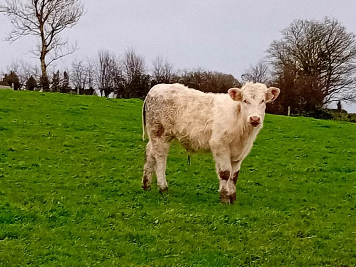 3 lovely Charlaois bull Weanlings - Image 2