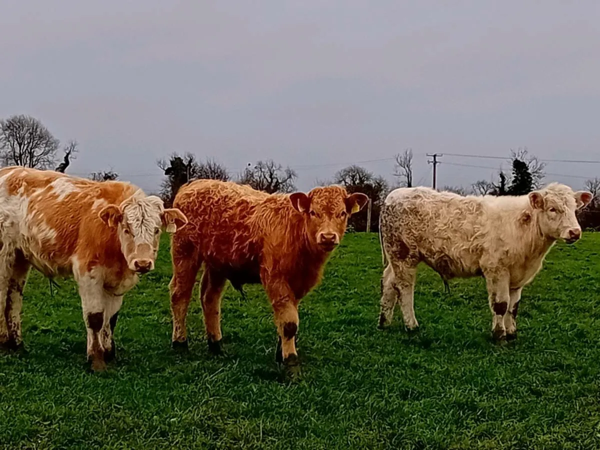 3 lovely Charlaois bull Weanlings - Image 1