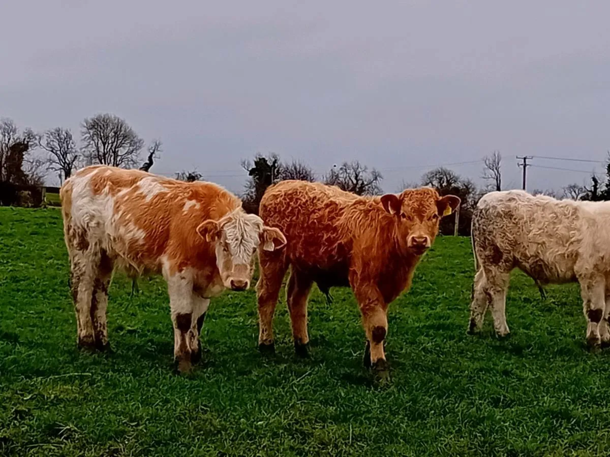 3 lovely Charlaois bull Weanlings - Image 3